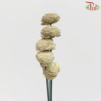 Dry Aeschynomene Small - Light Grey (5 Stems)-Grey-China-prflorist.com.my
