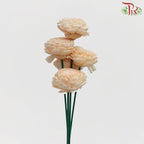 Dry Aeschynomene Small - Peach (5 Stems)-Peach-China-prflorist.com.my