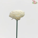 Dry Aeschynomene Small - White (5 Stems)-White-China-prflorist.com.my