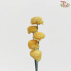 Dry Aeschynomene Small - Yellow (5 Stems)-Yellow-China-prflorist.com.my