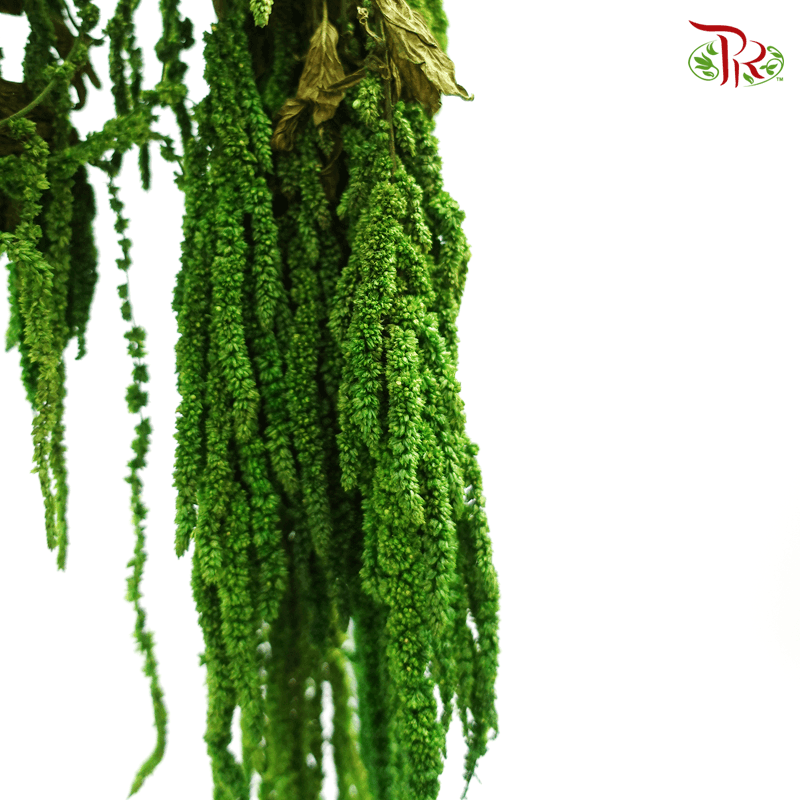 Dry Amaranthus Natural - Green-Green-Italy-prflorist.com.my