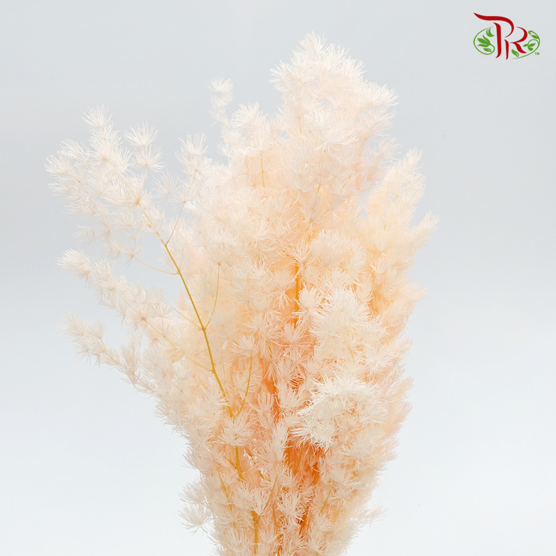 Dry Asparagus Bleached - Peach (Per Bunch)-Pink-Import-prflorist.com.my