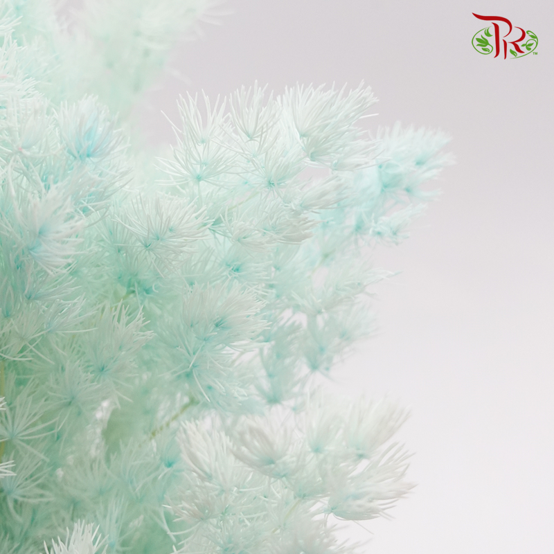 Dry Asparagus Bleached - Turquoise-Turquoise-Import-prflorist.com.my