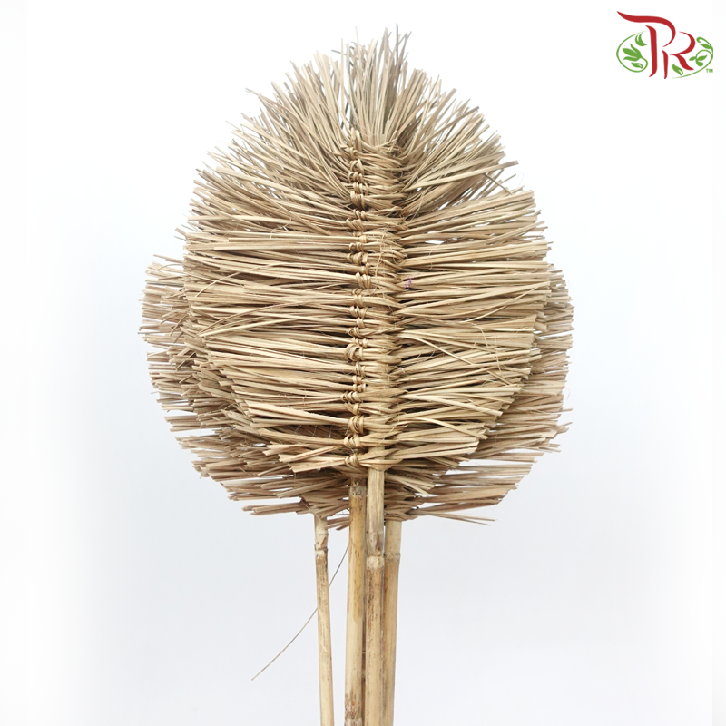 Dry Bamboo Boho Cana Leaf Natural - 25cm (5 Stems)-Natural-Netherland-prflorist.com.my