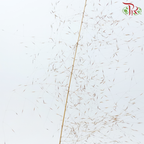 Dry Bleached Muhly Grass - Brown (Per Bunch)-Brown-China-prflorist.com.my