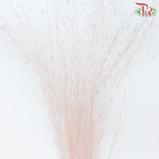 Dry Bleached Muhly Grass - Pink (Per Bunch)-Pink-China-prflorist.com.my