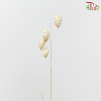 Dry Bliza Salino - Bleached-Import-prflorist.com.my