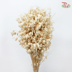 Dry Briza Salino - Bleached (Per Bunch)-Bleached-Import-prflorist.com.my