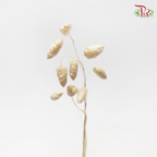 Dry Briza Salino - Bleached (Per Bunch)-Bleached-Import-prflorist.com.my