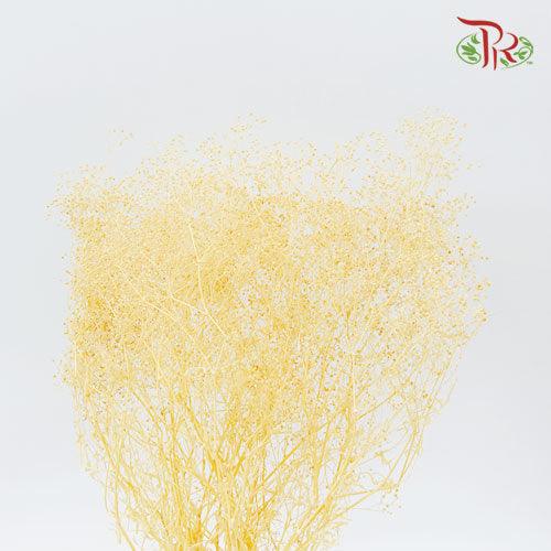 Dry Broom Bloom Bleached-Bleached-Import-prflorist.com.my