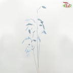 Dry Chasmanthium - Baby Blue (Per Bunch)-Baby Blue-China-prflorist.com.my