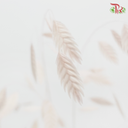 Dry Chasmanthium - Baby Pink (Per Bunch)-Baby Pink-China-prflorist.com.my