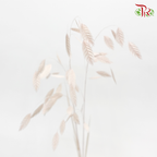 Dry Chasmanthium - Baby Pink (Per Bunch)-Baby Pink-China-prflorist.com.my