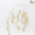 Dry Chasmanthium - Beige (Per Bunch)-Beige-China-prflorist.com.my