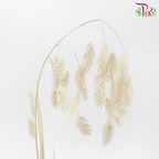Dry Chasmanthium - Beige (Per Bunch)-Beige-China-prflorist.com.my