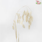 Dry Chasmanthium - Beige (Per Bunch)-Beige-China-prflorist.com.my