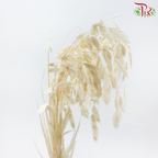Dry Chasmanthium - Beige (Per Bunch)-Beige-China-prflorist.com.my