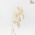 Dry Chasmanthium - Light Orange (Per Bunch)-Orange-China-prflorist.com.my