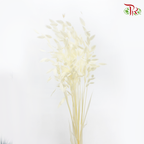 Dry Chasmanthium - Milky Yellow (Per Bunch)-Milky Yellow-China-prflorist.com.my