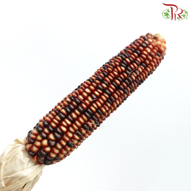 Dry Corn (2 Stems)-Netherland-prflorist.com.my
