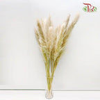 Dry Cortaderia Pampas 135cm - (5 Stems)-Bleached-China-prflorist.com.my
