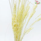 Dry Couch Grass - Light Yellow (Per Bunch)-Light Yellow-China-prflorist.com.my