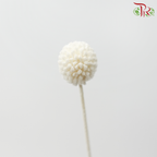 Dry Craspedia Bleached - White (Per Bunch)-White-Import-prflorist.com.my