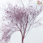Dry Dream Grass - Dusty Purple (Per Bunch)-Purple-China-prflorist.com.my