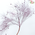Dry Dream Grass - Dusty Purple (Per Bunch)-Purple-China-prflorist.com.my