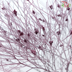 Dry Dream Grass - Dusty Purple (Per Bunch)-Purple-China-prflorist.com.my