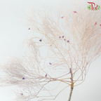 Dry Dream Grass - Mixed Pink With Purple (Per Bunch)-Mixed Pink With Purple-China-prflorist.com.my