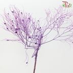 Dry Dream Grass - Purple (Per Bunch)-Purple-China-prflorist.com.my
