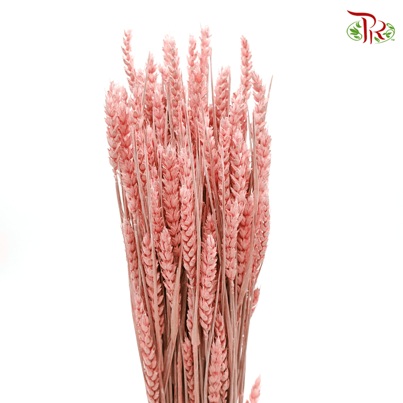 Dry Dyed Wheatgrass / Tarwe - Dusty Pink (Bunch)-Pink-Netherland-prflorist.com.my
