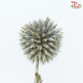 Dry Echinop (Per Bunch)-China-prflorist.com.my