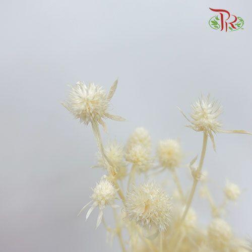 Dry Eryngium Bleached-Italy-prflorist.com.my