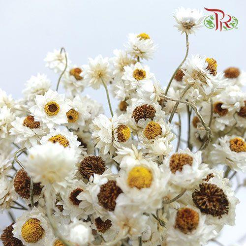 Dry Everlasting-White-China-prflorist.com.my