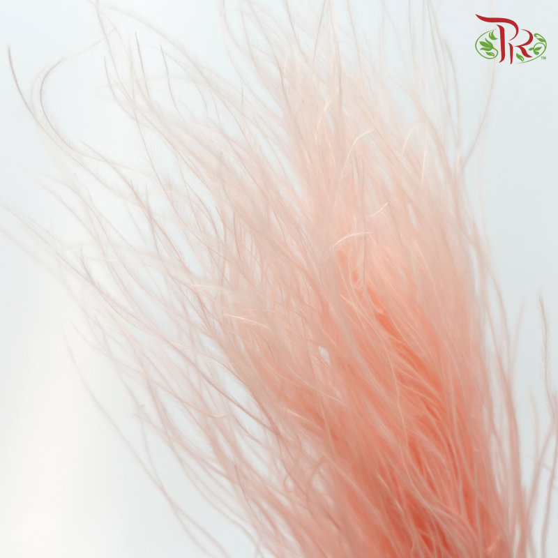 Dry Feather Grass - Peach (Per Bunch)-Champagne / Peach-China-prflorist.com.my
