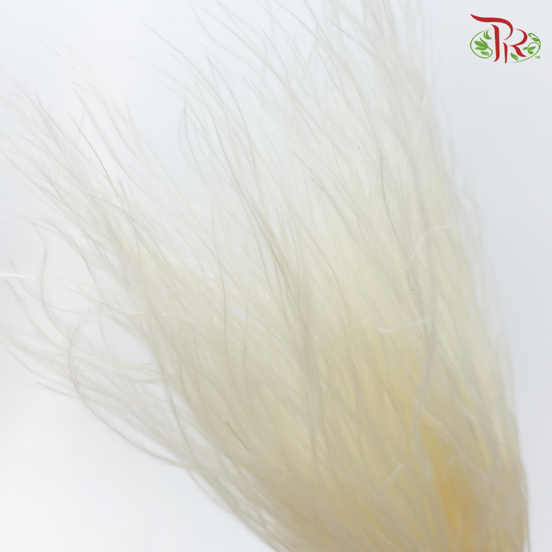 Dry Feather Grass - White (Per Bunch)-White-China-prflorist.com.my