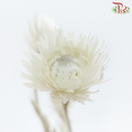 Dry Helichrysum Natural & Bleached - (Per Bunch)-Import-prflorist.com.my