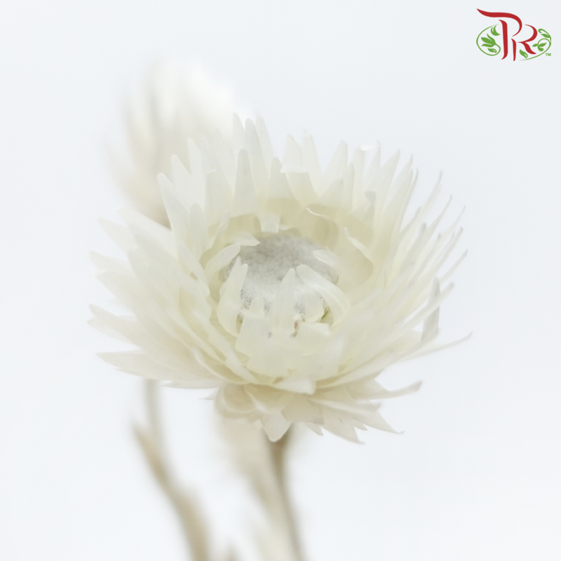Dry Helichrysum Natural & Bleached - (Per Bunch)-Import-prflorist.com.my