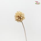 Dry Hill Flower (Per Bunch)-Import-prflorist.com.my
