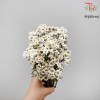 Dry Ixodia 40cm - (10 Stems)-White-Import-prflorist.com.my