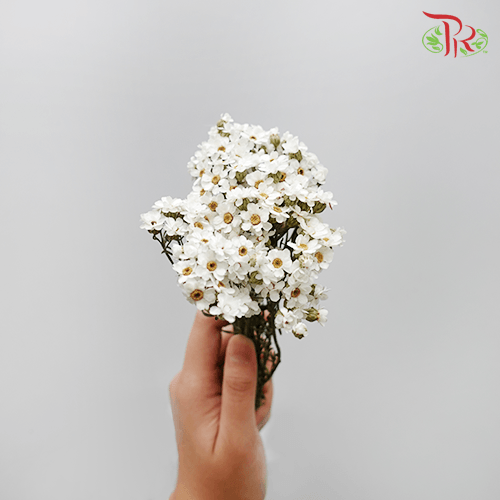 Dry Ixodia - S (30cm)-Import-prflorist.com.my