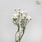 Dry Ixodia - S (30cm)-Import-prflorist.com.my
