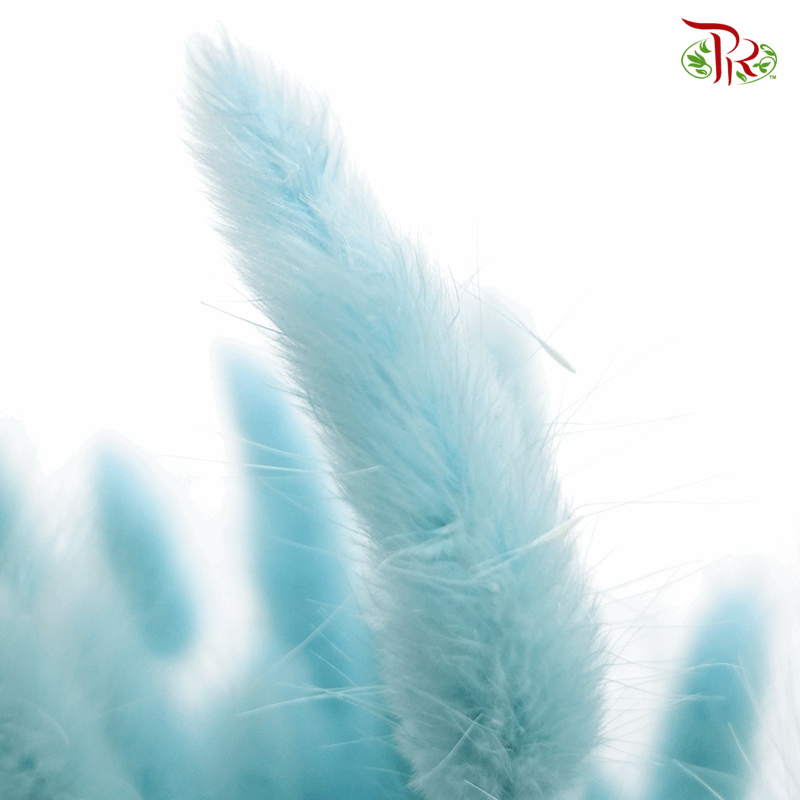 Dry Lagurus Bunny Tail - Blizzard Blue ( Per Bunch)-Blue-Import-prflorist.com.my