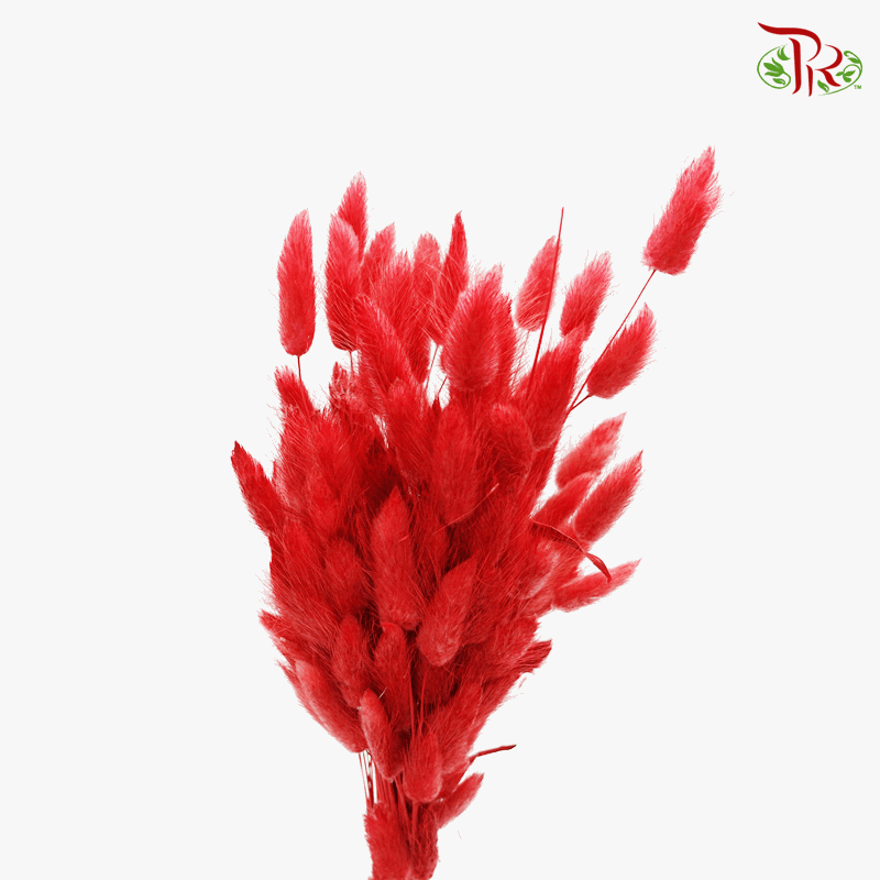 Dry Lagurus - Bunny Tail (Colour Option)-Red-Import-prflorist.com.my