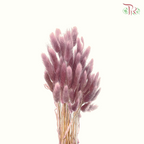 Dry Lagurus Bunny Tail - Dusty Pink (Per Bunch)-Dusty Pink-China-prflorist.com.my