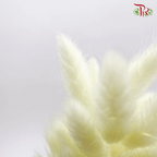 Dry Lagurus Bunny Tail - Light Green (Per Bunch) #5-Green-China-prflorist.com.my