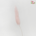 Dry Lagurus Bunny Tail - Light Pink (Per Bunch)-Pink-China-prflorist.com.my