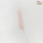 Dry Lagurus Bunny Tail - Pink (Per Bunch)-Pink-Pudu Ria Florist-prflorist.com.my